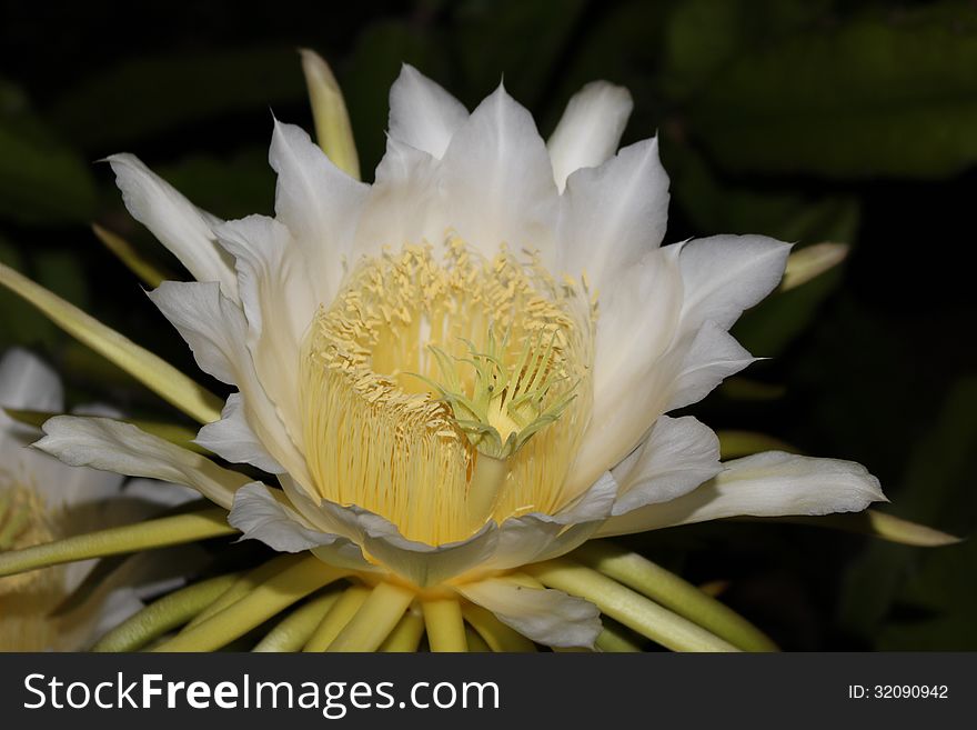 Dragon fruit flower blooms just one night.