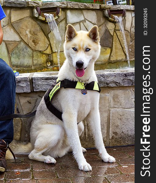 Canada recue dog with harness on sitting in front of a fountain. Canada recue dog with harness on sitting in front of a fountain