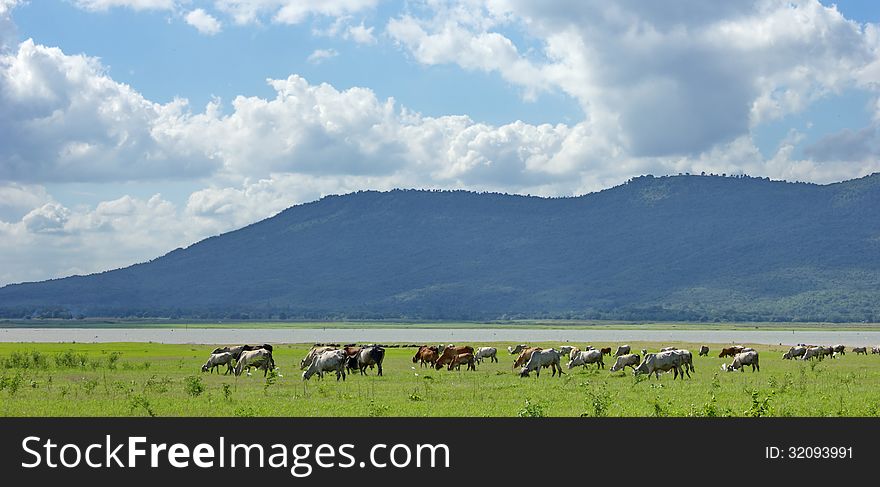 Herds of cattle raised in the field. Grass and abundant water. Herds of cattle raised in the field. Grass and abundant water.