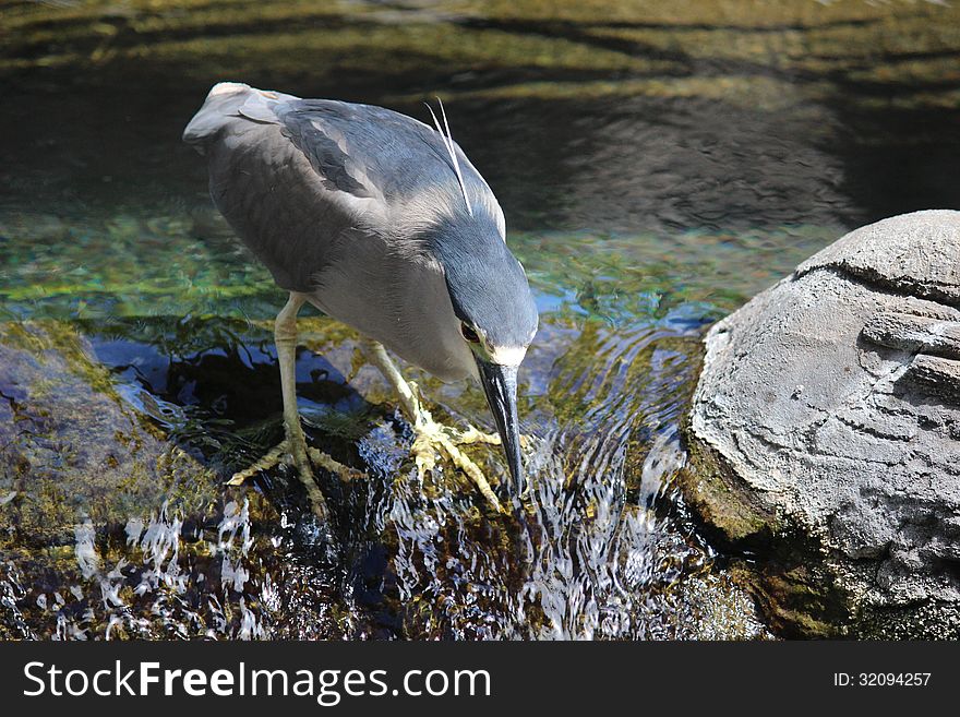 Crowned Night-Heron is hunting for the fish. Picture was taking in Hawaii. Crowned Night-Heron is hunting for the fish. Picture was taking in Hawaii.
