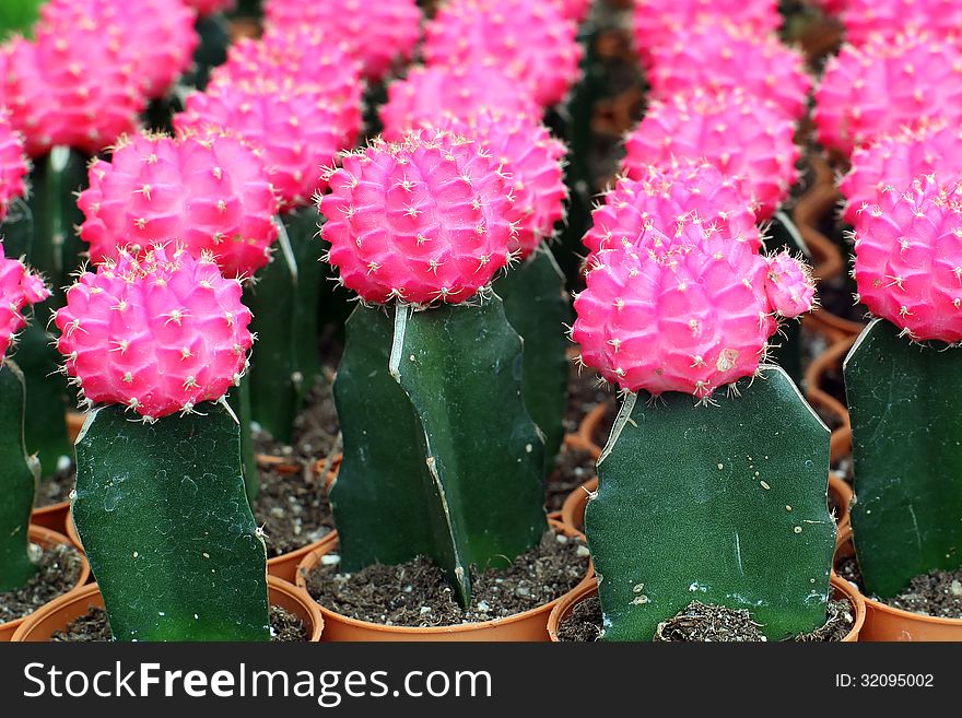Colorful of cactus at Flower market