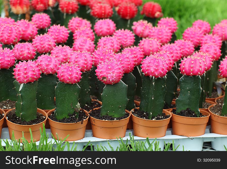 Colorful of cactus at Flower market