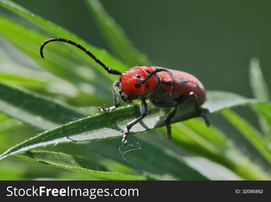 Red Milkweed Beetle On Thin Leaf