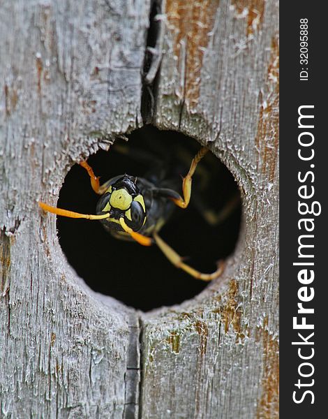 A close up of a wasp emerging upside down from its nest box in our garden. A close up of a wasp emerging upside down from its nest box in our garden.