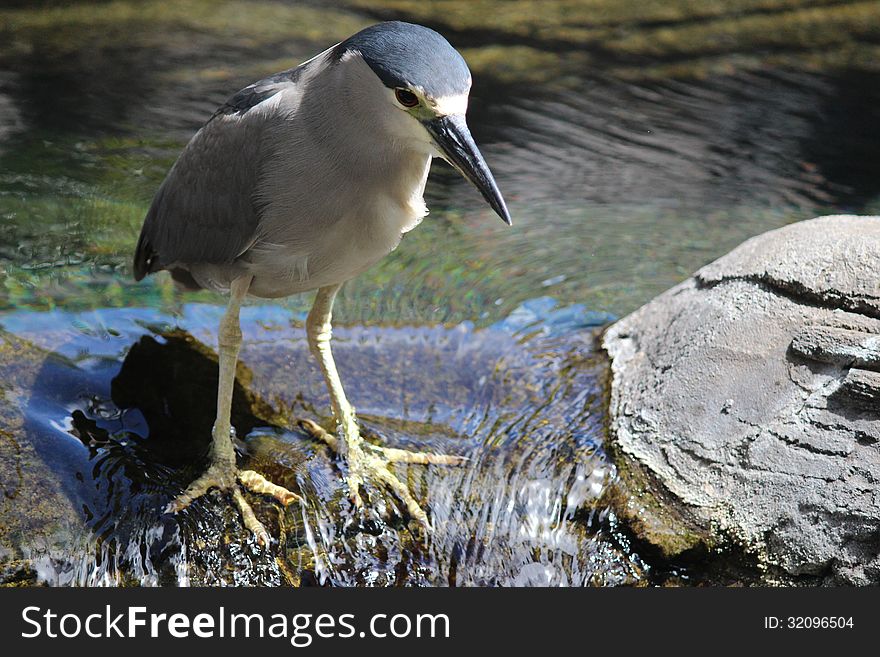 Crowned Night-Heron is hunting for the fish. Picture was taking in Hawaii. Crowned Night-Heron is hunting for the fish. Picture was taking in Hawaii.