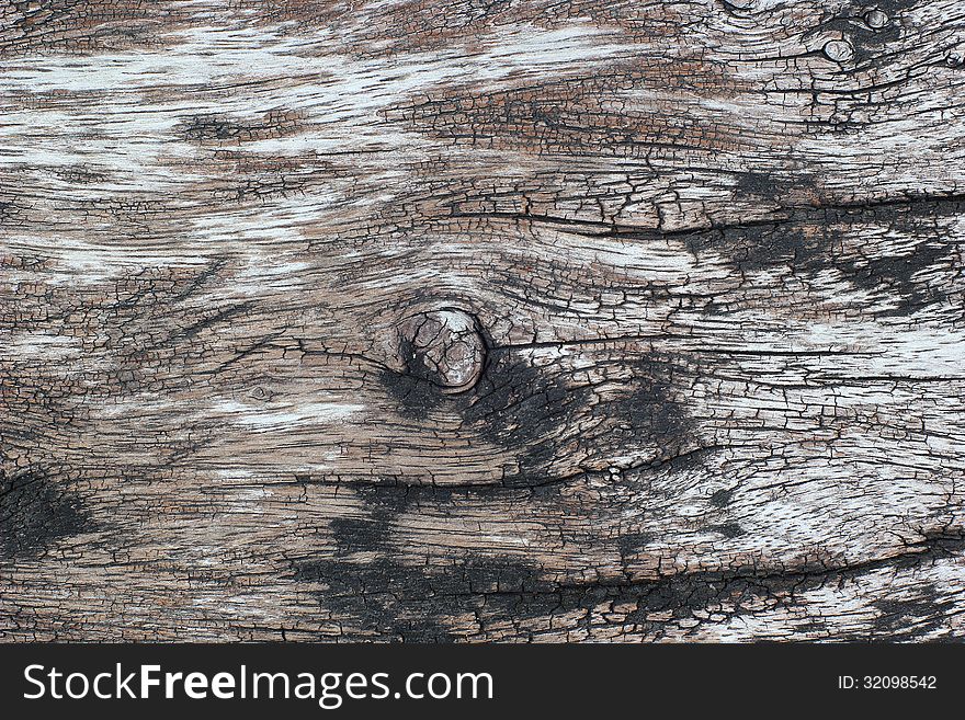 Old tree bark as texture