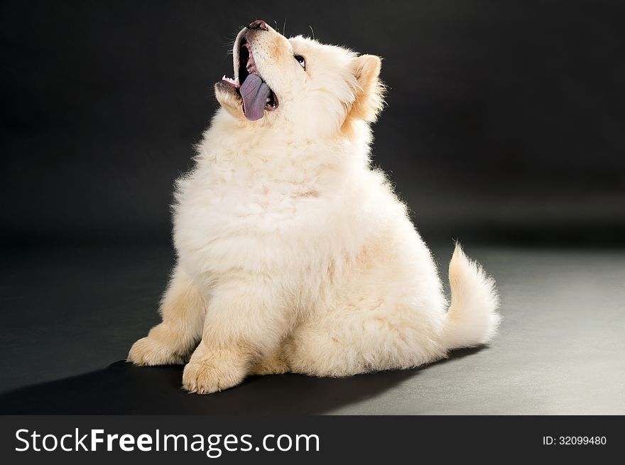 Chow chow puppy on a black background. Chow chow puppy on a black background