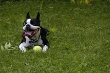 One Eyed Boston Terrier Stock Image One Eyed Boston Terrier Stock Image