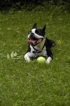 One Eyed Boston Terrier Royalty Free Stock Photography One Eyed Boston Terrier Royalty Free Stock Photography