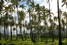 Palm Trees In Hawaii Stock Photography Palm Trees In Hawaii Stock Photography