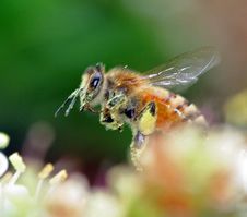 Busy Bee Stock Photo Busy Bee Stock Photo