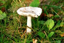 Mushroom In The Forest Royalty Free Stock Image Mushroom In The Forest Royalty Free Stock Image