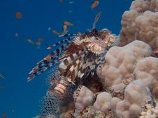 Lionfish Royalty Free Stock Photography Lionfish Royalty Free Stock Photography