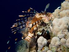 Lionfish Dark Stock Photography Lionfish Dark Stock Photography