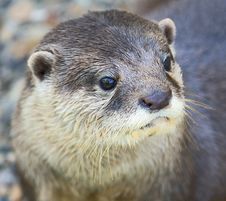 Dwarf Otter 2 Royalty Free Stock Photography