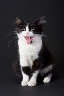 Yawning Black-white Kitten Stock Image