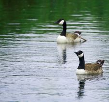 Wild Duck Royalty Free Stock Images