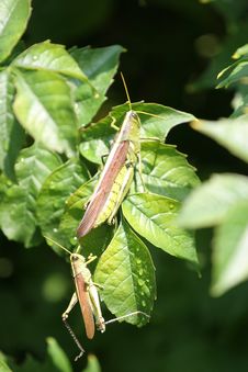 Grasshoppers Royalty Free Stock Photography
