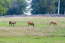 Three Horses - Wide Shot Royalty Free Stock Image Three Horses - Wide Shot Royalty Free Stock Image