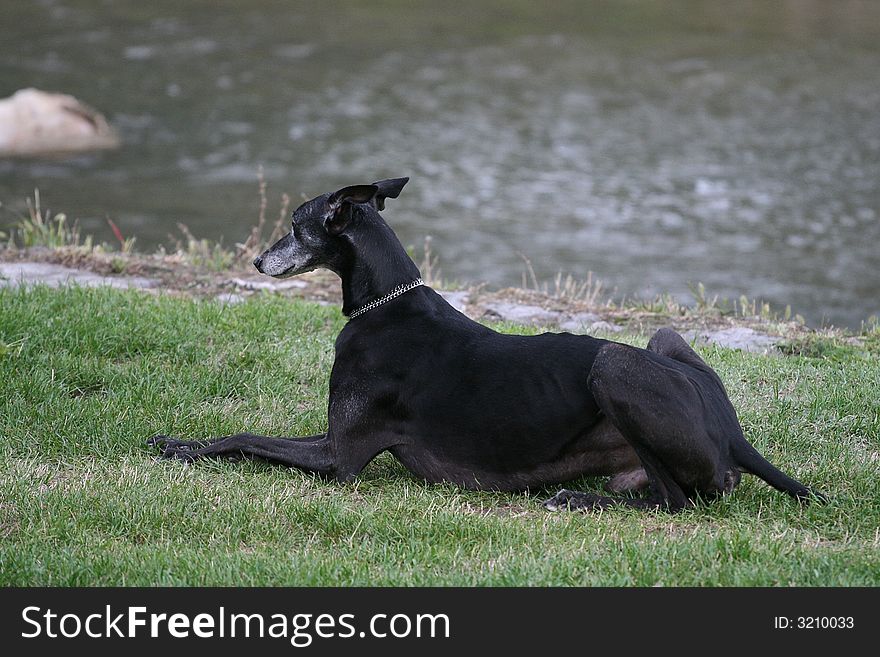 Black dog sitting on river bank