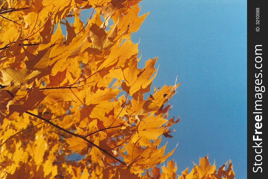 A sugar maple tree in the sun during the fall. A sugar maple tree in the sun during the fall