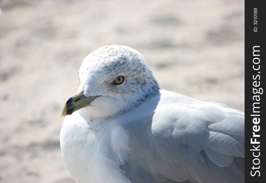 Seagull staring at camera, at the beach. Seagull staring at camera, at the beach