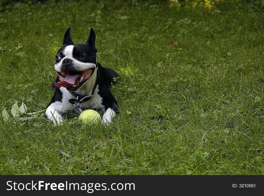 A one-eyed Boston Terrier dog with its tongue hanging out in the sun and grass with his favorite tennis ball. A one-eyed Boston Terrier dog with its tongue hanging out in the sun and grass with his favorite tennis ball.