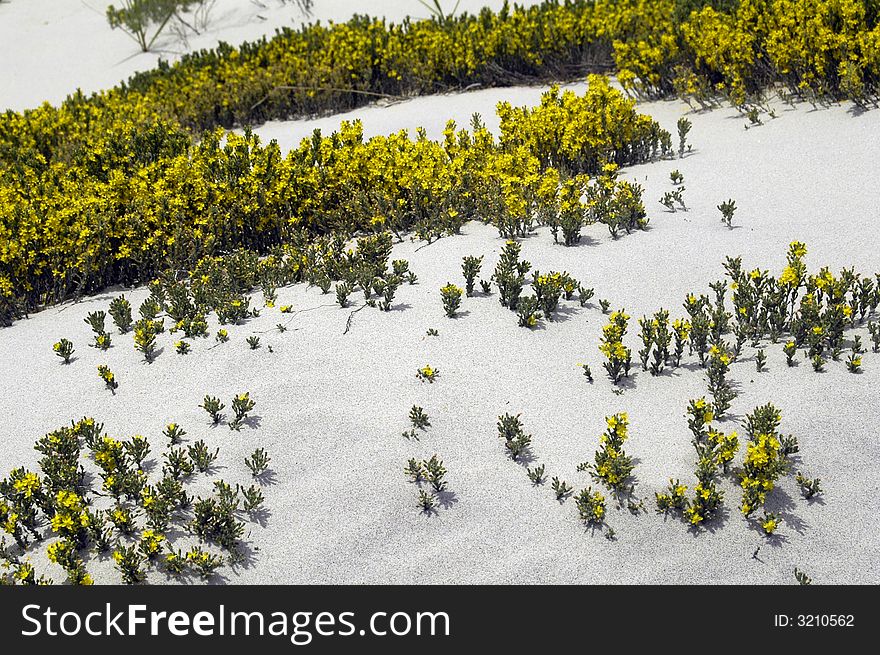 Some green and yellow vegetation/flowers growing out of the sand dunes. Some green and yellow vegetation/flowers growing out of the sand dunes.