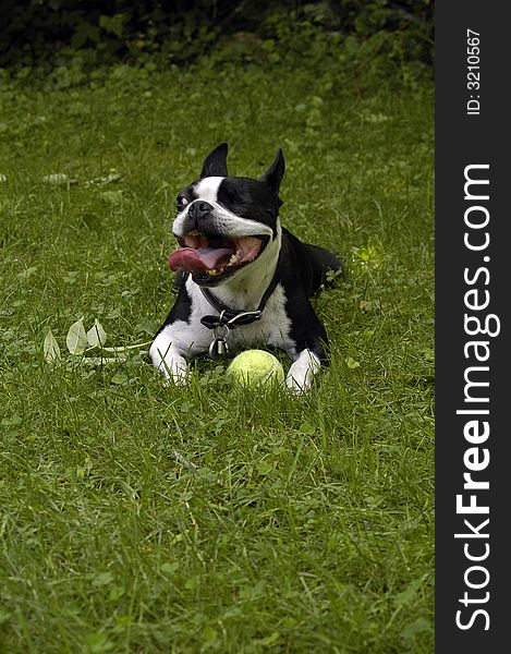 A one-eyed Boston Terrier dog with its tongue hanging out in the sun and grass with his favorite tennis ball. A one-eyed Boston Terrier dog with its tongue hanging out in the sun and grass with his favorite tennis ball.