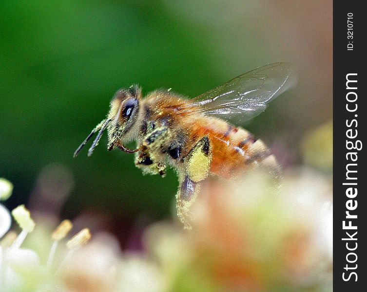 Honey bee in flight with pollen on legs. Honey bee in flight with pollen on legs