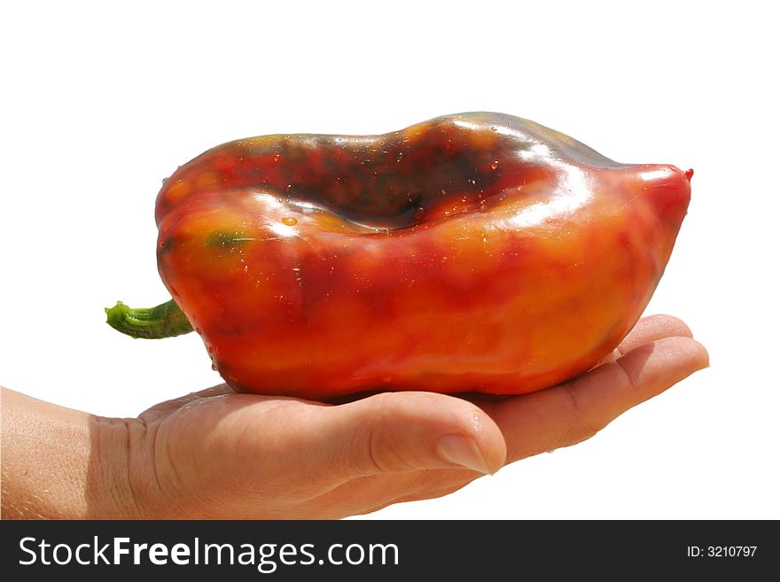 Isolated Pepper