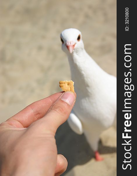 Hand offering a piece of a cookie to a white dove at the beach. Hand offering a piece of a cookie to a white dove at the beach