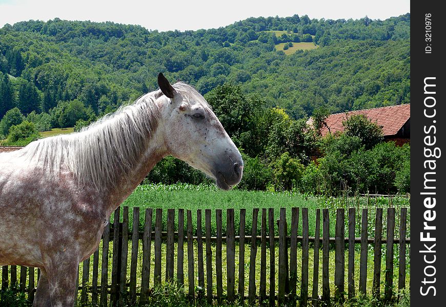 A good horse, very calm and obedient at its home in Romania. Background: Green forested hills, a barn with red shingles and a wooden fence. A good horse, very calm and obedient at its home in Romania. Background: Green forested hills, a barn with red shingles and a wooden fence.