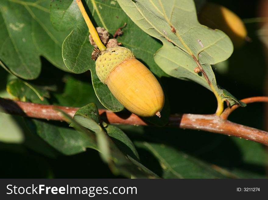 A nice twig and foliage. A nice twig and foliage