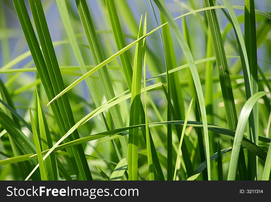 Reed on the water outdoor