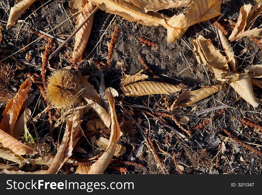 Chestnut husk among fallen leaves