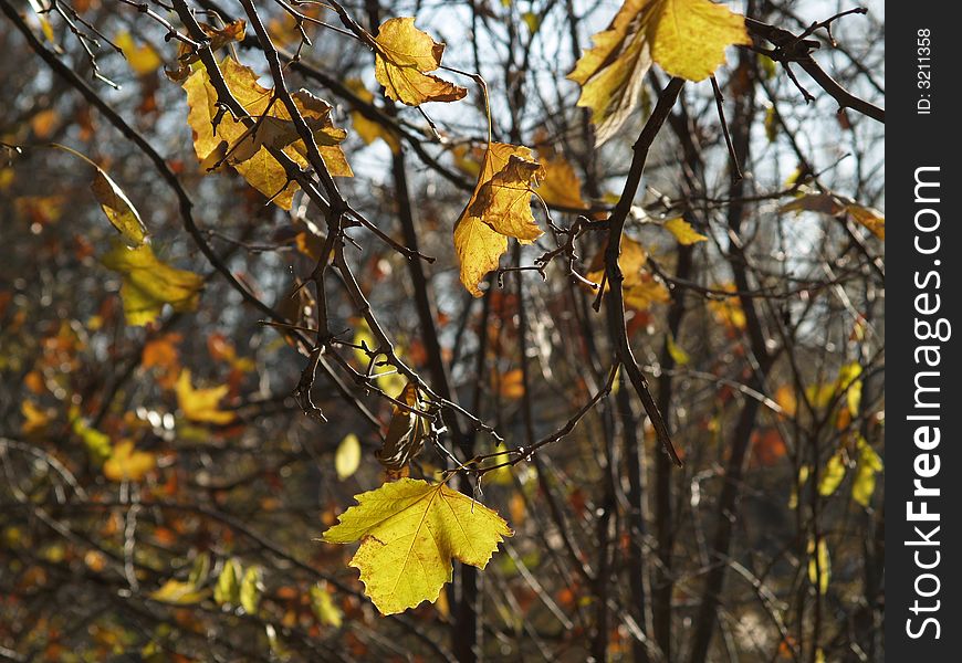 Some yellow leaves on a tree in the autumn