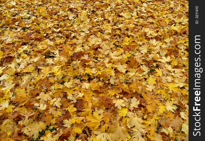 A lot of yellow leaves laying like a carpet on the ground