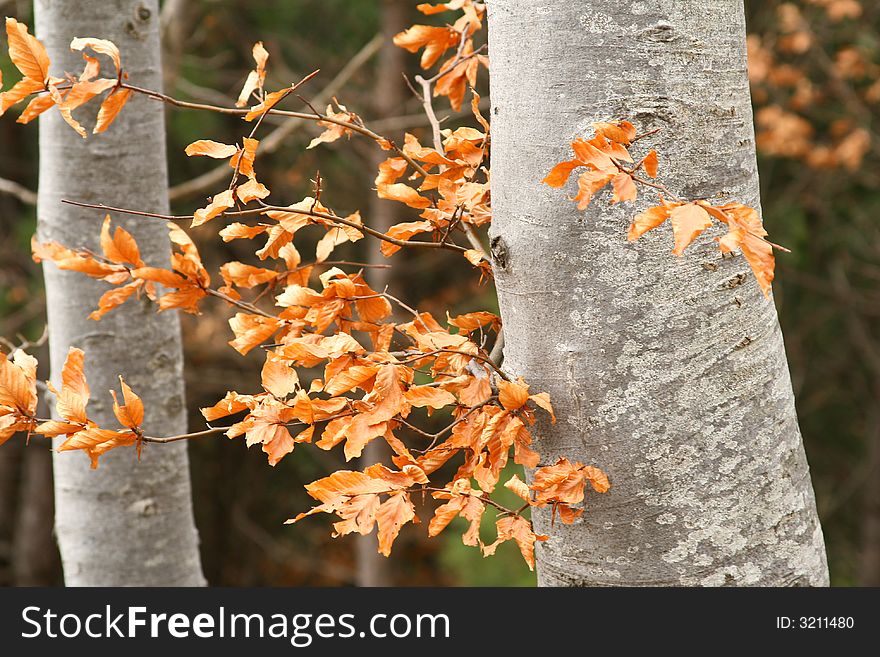 Autumn in the mountain wood