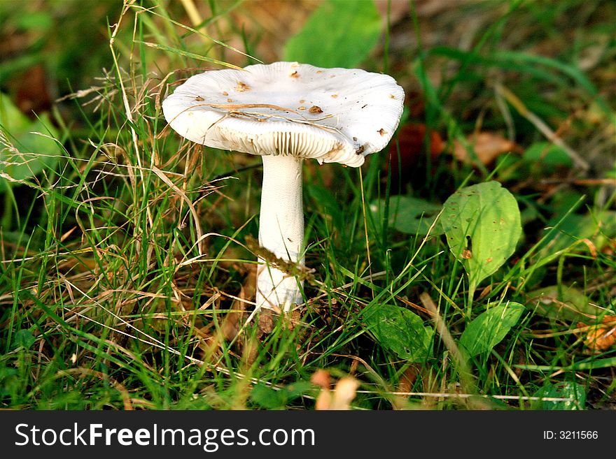 Nice mushroom growing in the forest. Nice mushroom growing in the forest