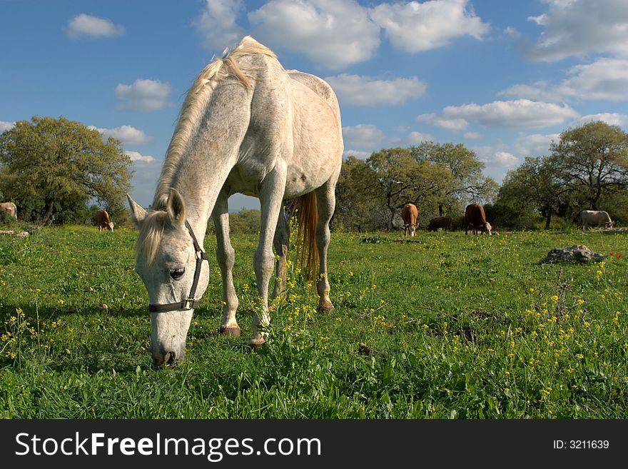 Gray horse on the pasture