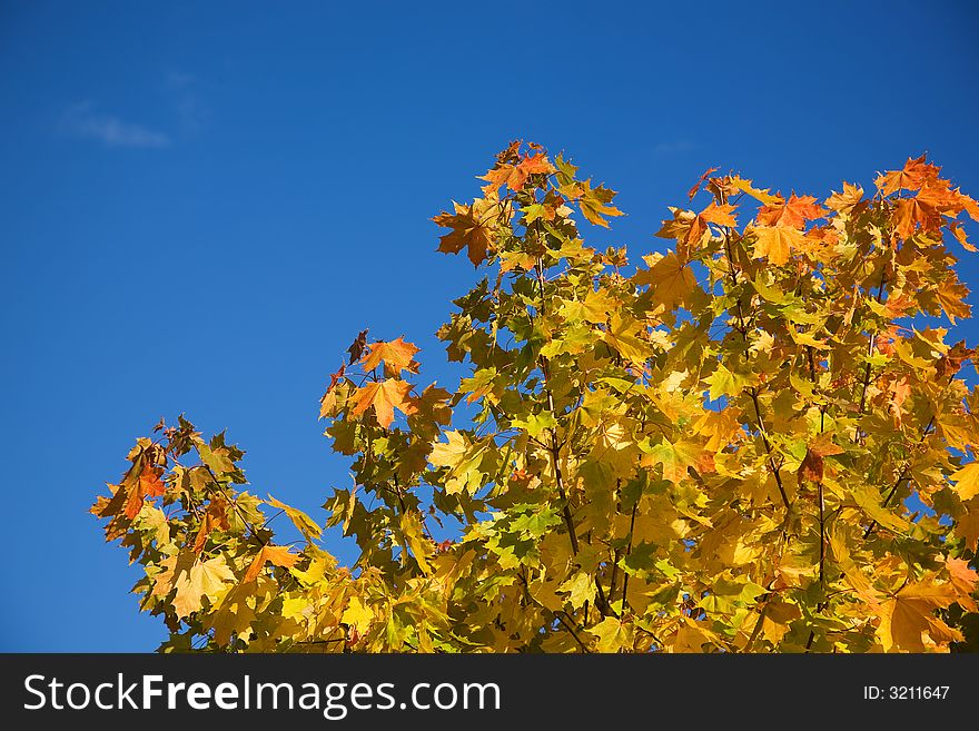 Orange-yellow leaves of an autumn maple on a background of the blue sky. Orange-yellow leaves of an autumn maple on a background of the blue sky
