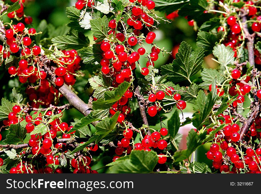 Lots of red currant branches. Lots of red currant branches