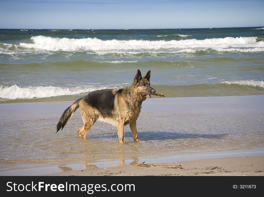 Dog german shepherd play on the beach. Dog german shepherd play on the beach