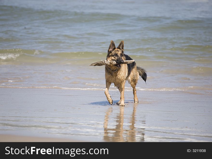 Dog german shepherd play on the beach. Dog german shepherd play on the beach