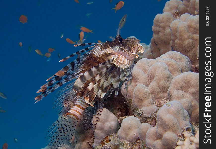 A Lionfish in the Red Sea, Egypt