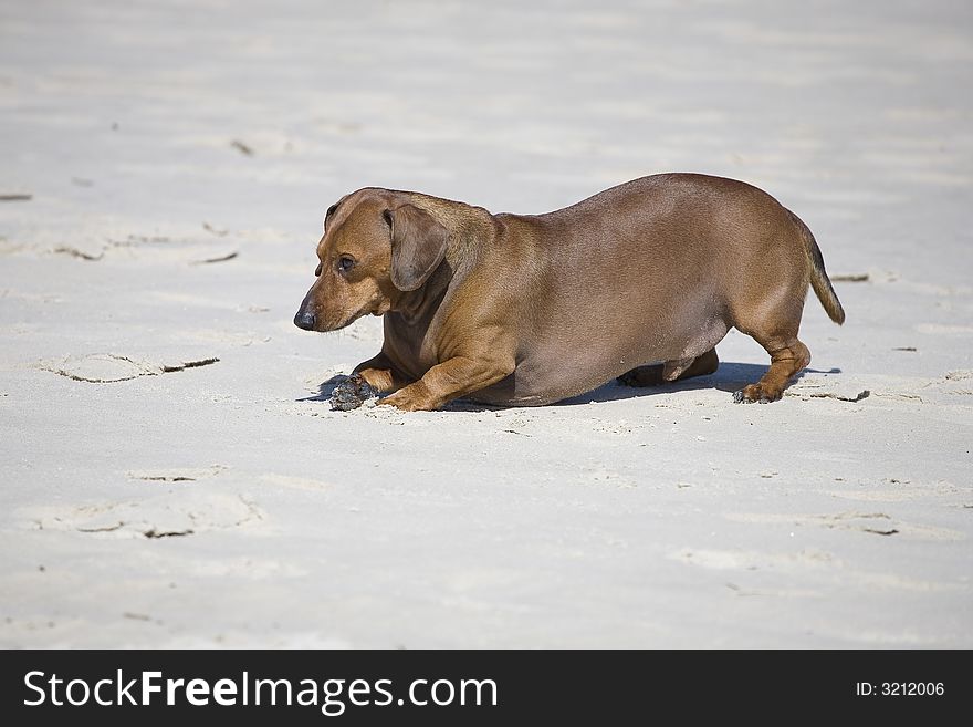 Dachshund play on the beach in Poland. Dachshund play on the beach in Poland