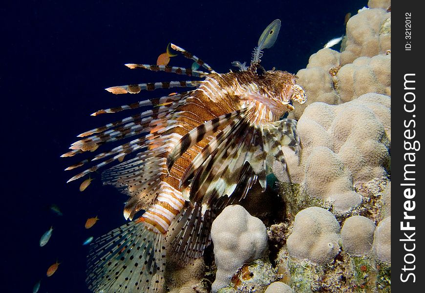A Lionfish in the Red Sea, Egypt. A Lionfish in the Red Sea, Egypt