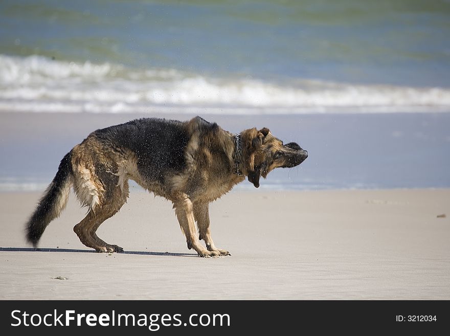 Dog german shepherd play on the beach. Dog german shepherd play on the beach