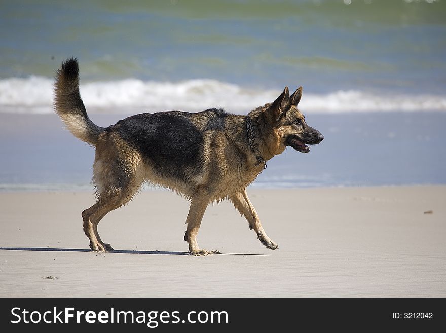 Dog german shepherd play on the beach. Dog german shepherd play on the beach